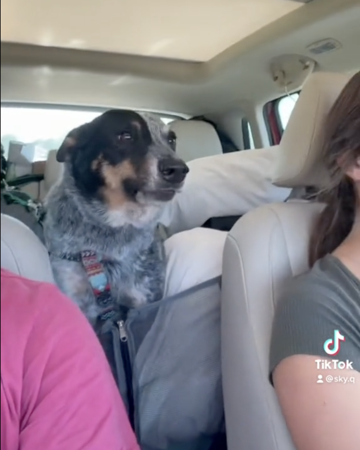 Dog Loses His Mind Over Surprise Grandparent Visit